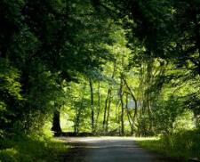 illustrate软件（为什么在Illustrate软件里不能用键盘的箭头选字体）